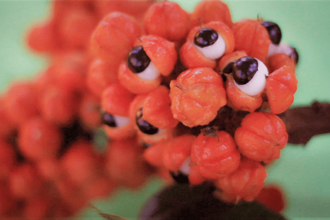 Guarana vs. Caffeine — What's the Real Difference? - VitaPerk